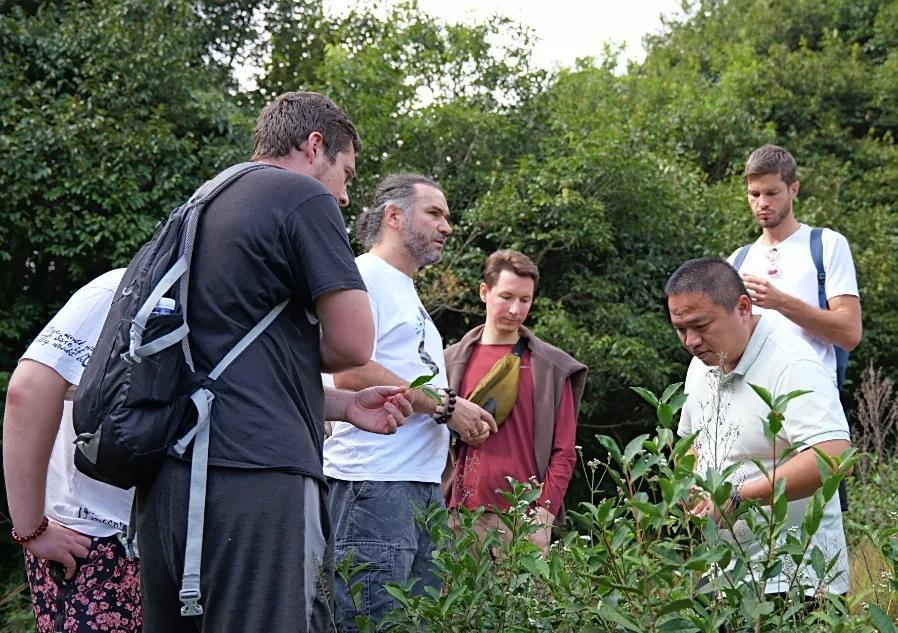  跨山越海！大田美人茶飄香歐洲市場